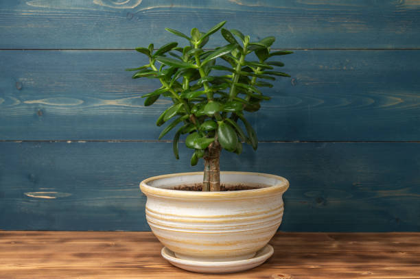 istock Succulent houseplant Crassula ovata in a pot on blue rustic background 2193807077