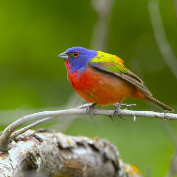 istock Vibrant painted bunting perched on a branch with a blurred green background 2193807159