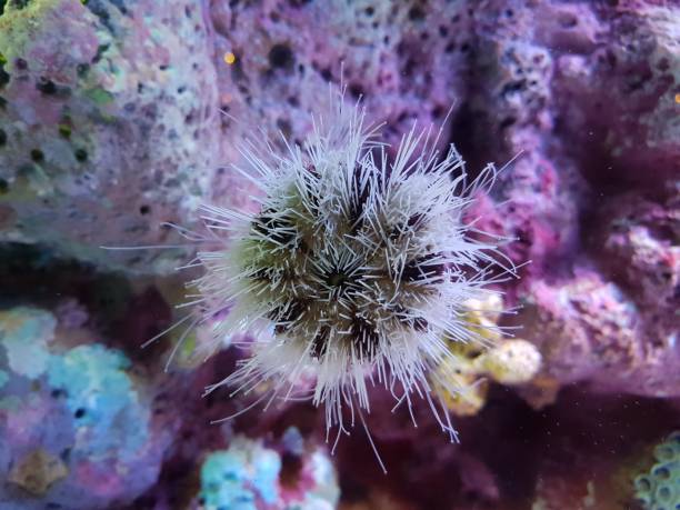 istock Long-Spined Sea Urchin in Vibrant Reef Environment 2193810349