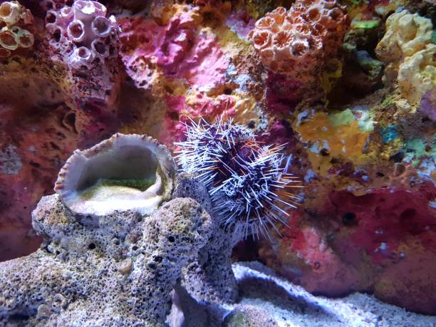 istock Sea Urchin Amongst Vibrant Coral Reef 2193810350