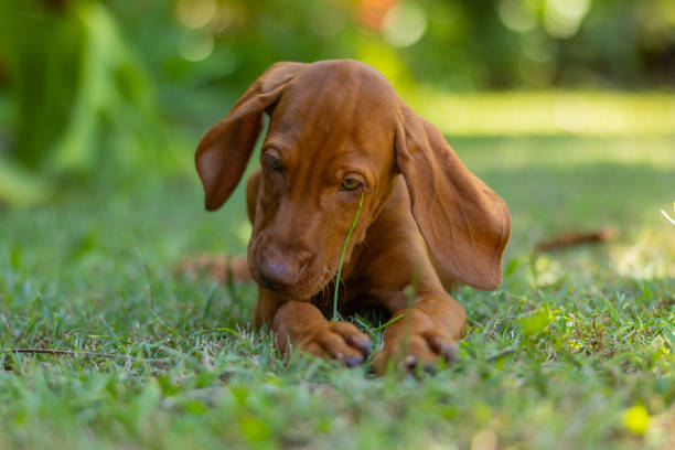 istock Hungarian Vizsla puppy dog looking cute lying down playing with long grass 2193810568