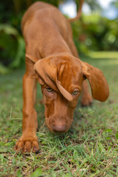 istock Hungarian Vizsla puppy dog running on grass with ears flapping 2193810582