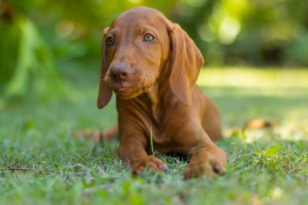 istock Hungarian Vizsla puppy dog looking cute lying down playing with long grass 2193810583