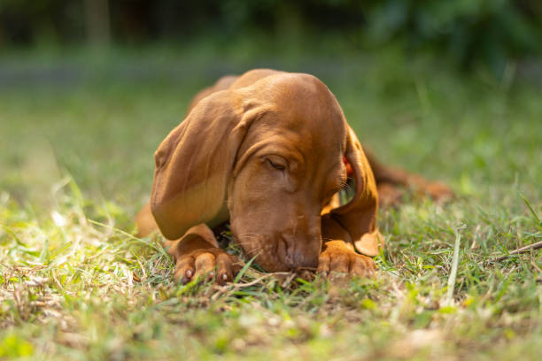 istock Hungarian Vizsla puppy dog looking cute lying down playing with long grass 2193810608