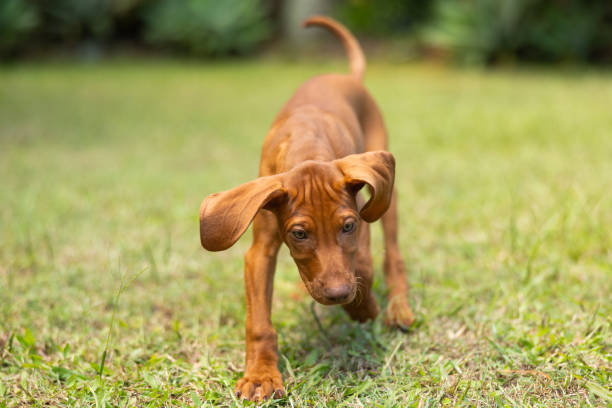 istock Hungarian Vizsla puppy dog running on grass with ears flapping 2193810696