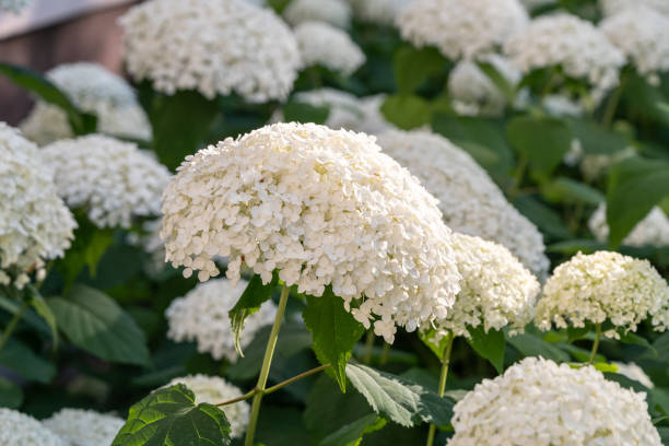 istock Hydrangea Flowers, Blooming White Hortensia, Hydrangea Paniculata Flower Closeup, Large Inflorescences 2193810827