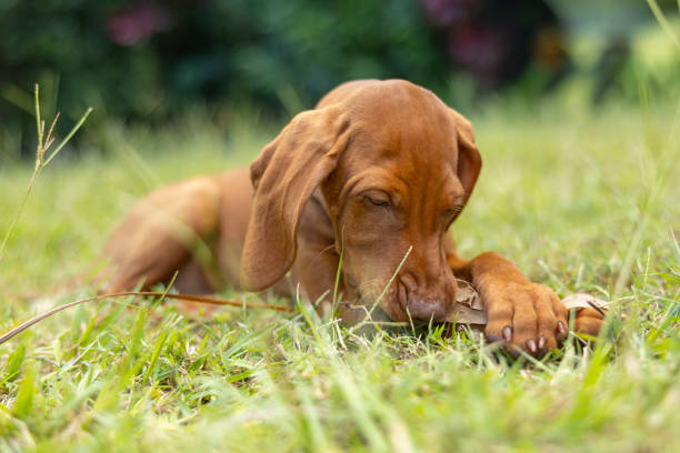 istock Hungarian Vizsla puppy dog looking cute lying down playing with long grass 2193810858