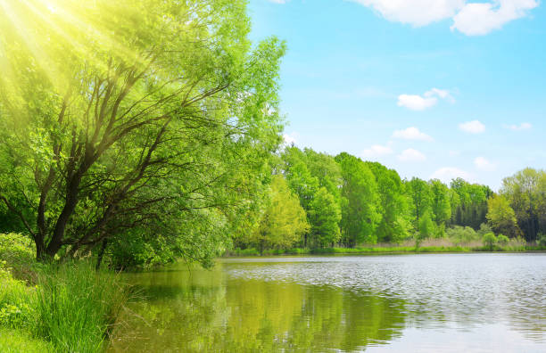 istock Lush green forest  reflecting in Pond. Sunny day in spring landscape. 2193811169