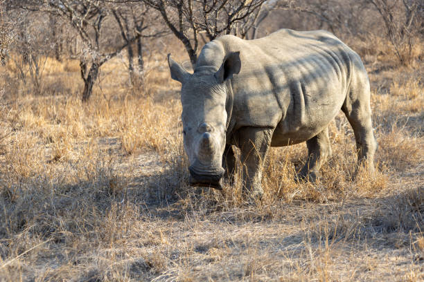 istock Rhino in the savannah 2193812489