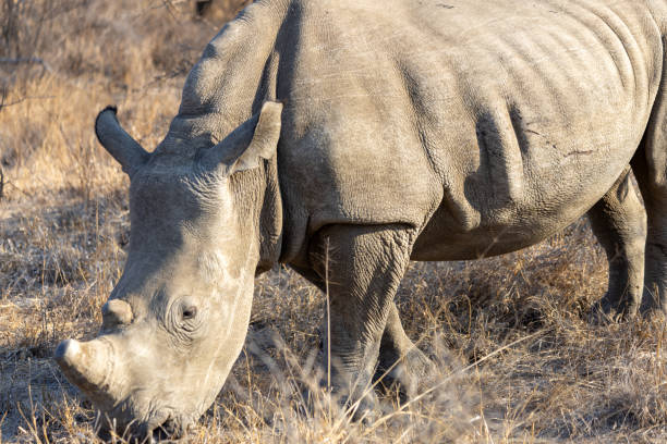 istock Rhino in the savannah 2193812584