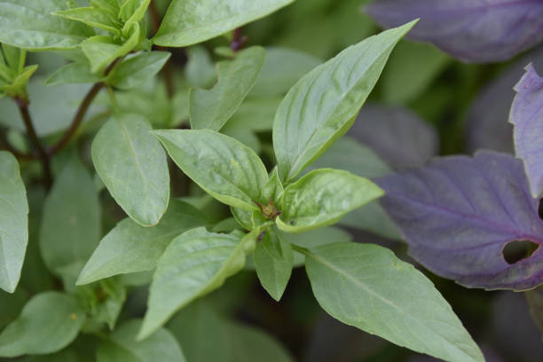 istock Herb Garden with Fresh Lemon Basil Growing 2193812587