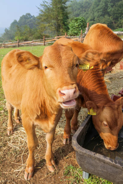 istock Korean cows and calves drinking water 2193812595