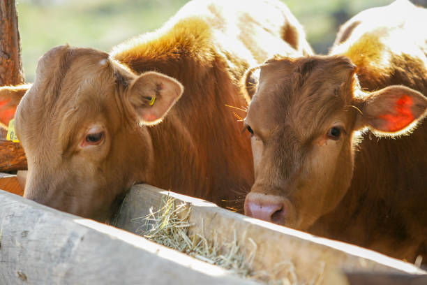 istock Korean cattle on a ranch eating feed 2193812599