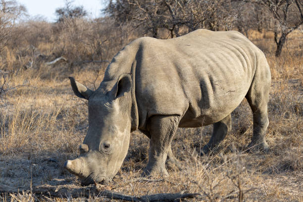 istock Rhino in the savannah 2193812740