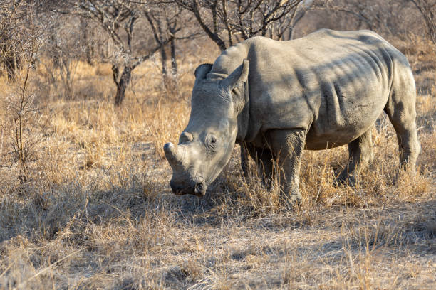 istock Rhino in the savannah 2193812766