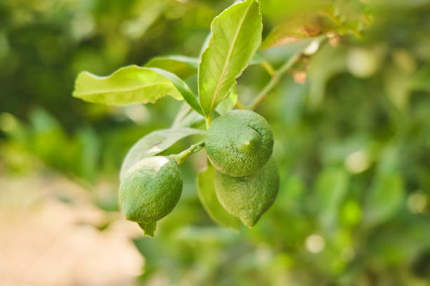 istock Lemons growing on a tree. Fruit and citrus cultivation in the Mediterranean regions. Subtropical climate 2193812807