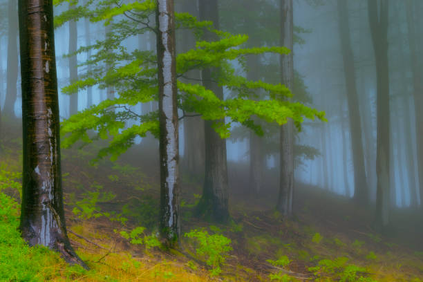 In the summer beech foggy forest