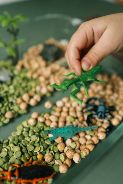 istock Educational sensory play setup for kids featuring plastic insects, rocks, a magnifying glass, and dry green peas and chickpeas in a glass container. Creative nature-inspired exploration activity 2193813841