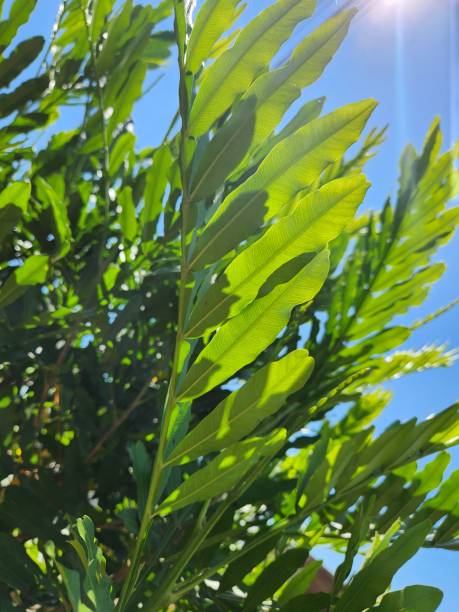 The leaf from the Filicium decipiens plant, showcasing its distinct features. The leaf is compound, with leaflets arranged alternately along a long, slender petiole. The leaflets are narrow, elliptical, and have a glossy texture, ranging from light green to dark green depending on the lighting. The edges of the leaflets are slightly wavy, and the central vein is visible, running through the entire leaf. The blurred background further emphasizes the delicacy of the leaf structure.
The Filicium decipiens plant with its lush foliage. The plant is characterized by compound leaves, with long, narrow leaflets arranged alternately along slender petioles. The leaf color ranges from light green to dark green, creating a harmonious contrast. The glossy texture of the leaflets is accentuated by natural light, and the central vein of the leaves is clearly visible. The blurred background emphasizes the elegance of the plant in its natural environment.
The Filicium decipiens plant, highlighting its lush architecture. The crown is made up of compound leaves, with long, narrow leaflets arranged alternately along slender petioles. The leaf color ranges from light green to dark green, creating a soft contrast that highlights the plant's harmony. The glossy texture of the leaflets is accentuated by natural light, while the blurred background emphasizes the beauty and sophistication of the crown in its natural setting. el majestuoso filicium decipiens: el helecho arborescente en su hábitat natural. belleza tropical: filicium decipiens, el helecho arborescente. el helecho arborescente y su exuberante follaje. explorando filicium decipiens: el impresionante helecho arbore