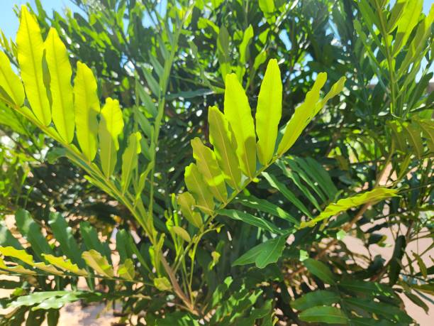 The leaf from the Filicium decipiens plant, showcasing its distinct features. The leaf is compound, with leaflets arranged alternately along a long, slender petiole. The leaflets are narrow, elliptical, and have a glossy texture, ranging from light green to dark green depending on the lighting. The edges of the leaflets are slightly wavy, and the central vein is visible, running through the entire leaf. The blurred background further emphasizes the delicacy of the leaf structure.
The Filicium decipiens plant with its lush foliage. The plant is characterized by compound leaves, with long, narrow leaflets arranged alternately along slender petioles. The leaf color ranges from light green to dark green, creating a harmonious contrast. The glossy texture of the leaflets is accentuated by natural light, and the central vein of the leaves is clearly visible. The blurred background emphasizes the elegance of the plant in its natural environment.
The Filicium decipiens plant, highlighting its lush architecture. The crown is made up of compound leaves, with long, narrow leaflets arranged alternately along slender petioles. The leaf color ranges from light green to dark green, creating a soft contrast that highlights the plant's harmony. The glossy texture of the leaflets is accentuated by natural light, while the blurred background emphasizes the beauty and sophistication of the crown in its natural setting. el majestuoso filicium decipiens: el helecho arborescente en su hábitat natural. belleza tropical: filicium decipiens, el helecho arborescente. el helecho arborescente y su exuberante follaje. explorando filicium decipiens: el impresionante helecho arbore