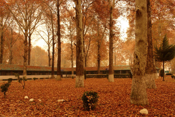 Fall of chinar leaves that turn into crimson gold during autumn season in Kashmir India.