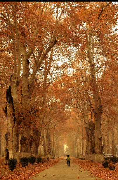 Fall of chinar leaves that turn into crimson gold during autumn season in Kashmir India.