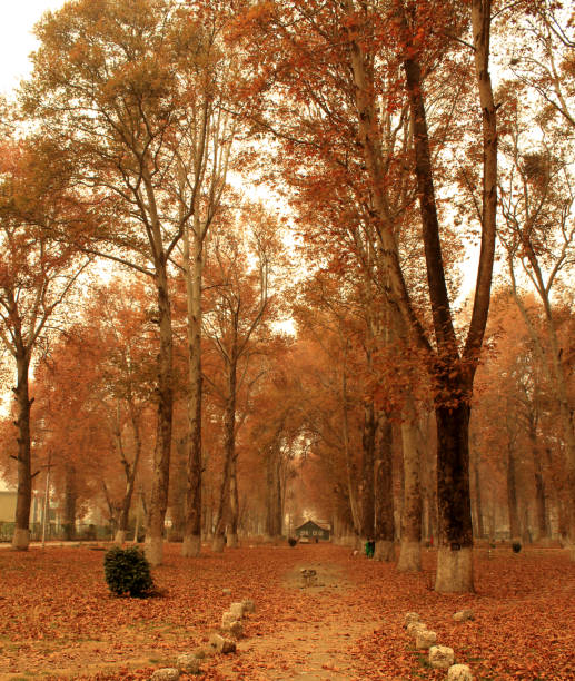 istock Autumn Hues Kashmir University Naseem Bagh Campus Srinagar; 2193815004