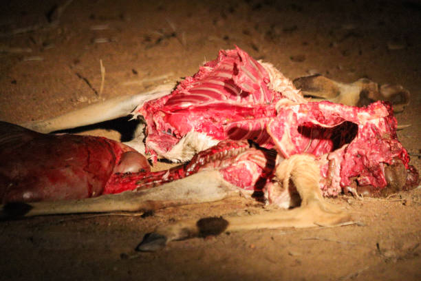 Remains of an antelope after a Lion kill. Shortly after the departure of the lion, a pack of hyenas came to finish the meal.