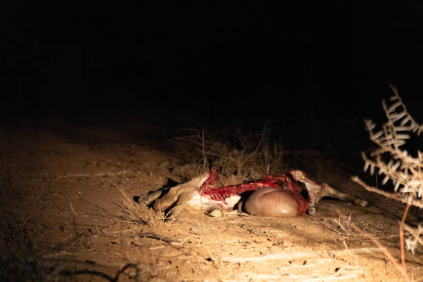 istock Remains of an antelope after Lion kill 2193816553