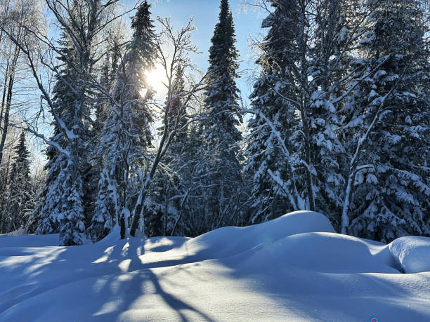 istock Breathtaking winter scene with snow-covered forest bathed in sunlight 2193817130