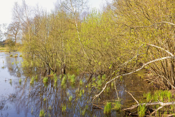 Moorland landscape
