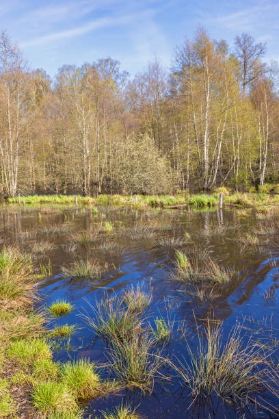 istock Lake by a beautiful budding deciduous woodland a sunny spring day 2193818839