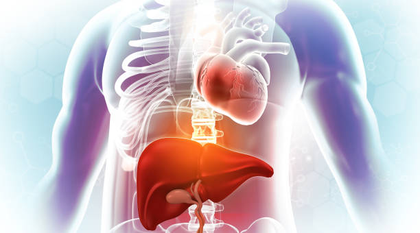 istock Human body anatomy liver and heart 2193819064