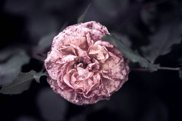 istock wedding greeting background. pink rose with selective focus. Backdrop with copy space. picture for gift card. symbol of love. garden flowers. poster background. flowers close-up. space for text 2193820993