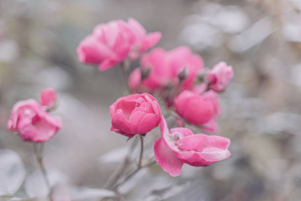 wedding greeting background. pink rose with selective focus. Backdrop with copy space. picture for gift card. symbol of love. garden flowers. poster background. flowers close-up. space for text