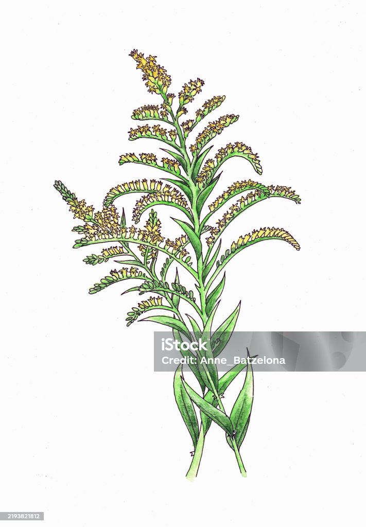 Gold Rod Vector Canadian Goldenrod Stock Illustration - Download Image Now - Bioeconomy ...