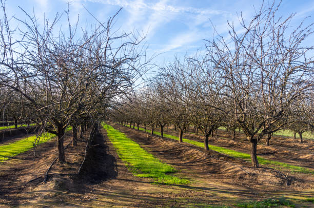istock Winter almond trees under a clear blue sky with fluffy white clouds. 2193822022