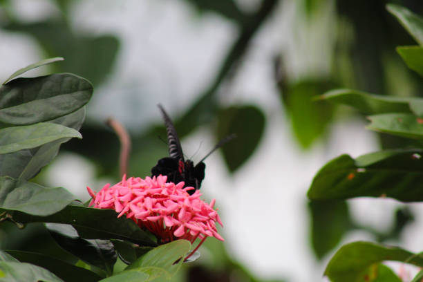 Butterfly sits on a pink flower. In the middle of a green meadow with spring flowers.