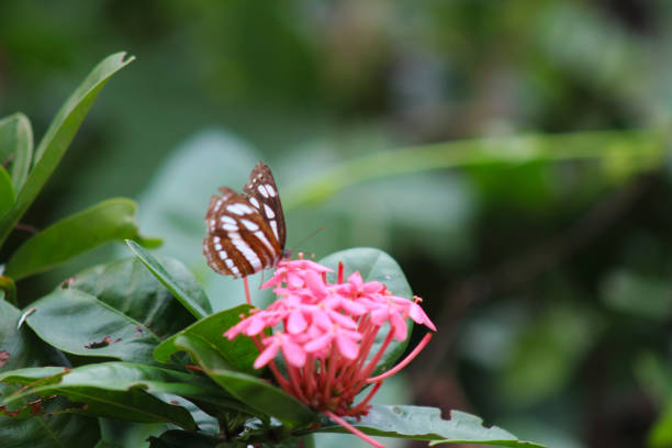 A stunning close-up of a butterfly perched gracefully amidst vibrant flowers and lush greenery. This image highlights the intricate details of its delicate wings, perfect for projects centered on nature, wildlife, and tranquility.