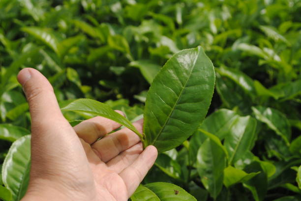 istock Hand is picking a tea leaf in plantation. 2193822840