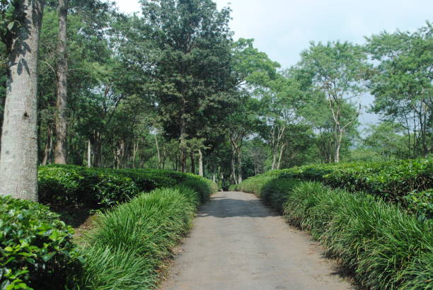 istock Asphalt road in the tea plantation. 2193822924