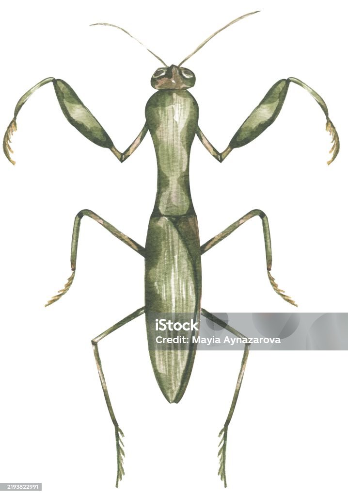 watercolor hand drawn mantis illustration, children educational clipart, graphic insect life growth print Animal stock illustration watercolor hand drawn mantis illustration, children educational clipart, graphic insect life growth print Animal stock illustration