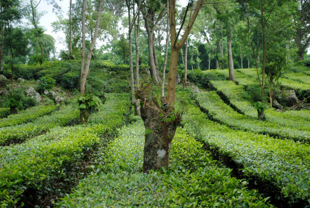 istock Trees in the tea plantation. 2193822995