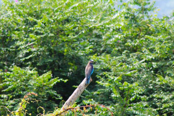 A captivating photograph of the Indian Roller bird in its natural surroundings. Highlights the bird's vibrant colors and graceful posture, making it ideal for wildlife and nature projects.