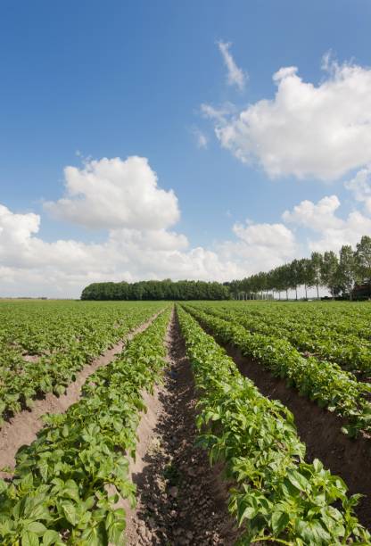 istock Field of potatoes 2193825516