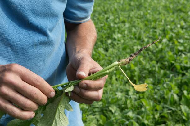 istock Hands of a farmer with radish plant. 2193825727