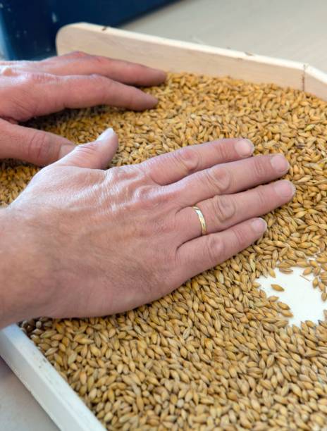 Grain harvest, at the llaboratory, hands checking grain seeds.
