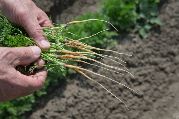 istock Field of carrots. 2193825764