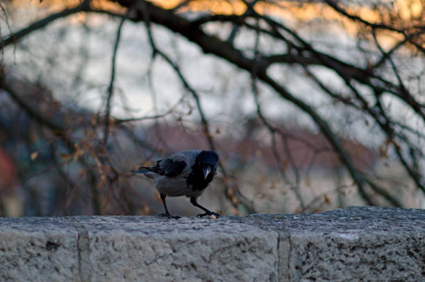 crow sitting and eating on the wall