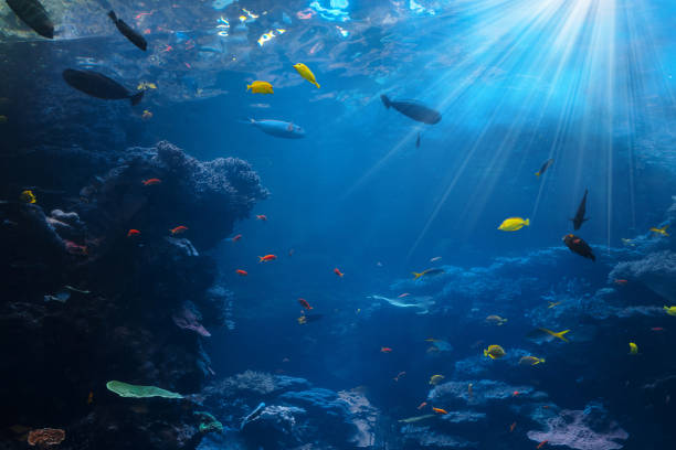 istock Tropical Scene With Sea Life In The Reef 2193827072